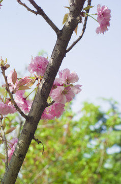 花草