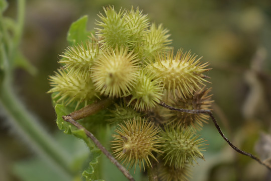 苍耳特写