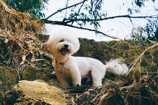 比熊犬