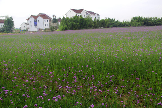 紫色花海家园