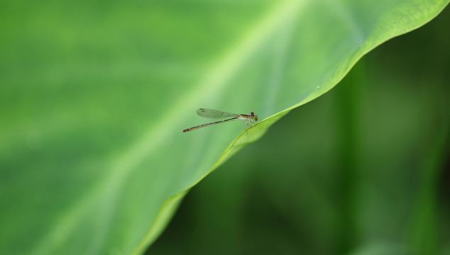 小蜻蜓特写