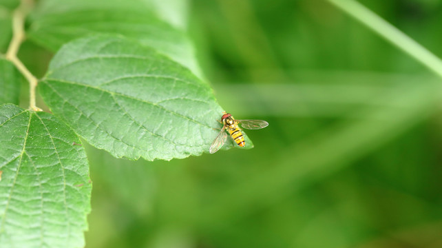 野蜂