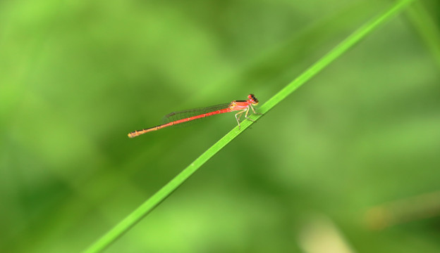 小蜻蜓特写