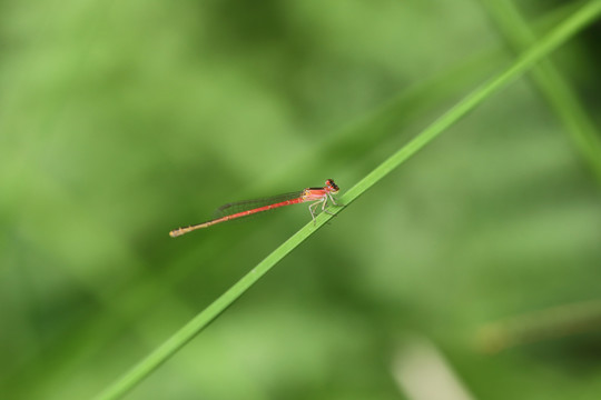 小蜻蜓特写