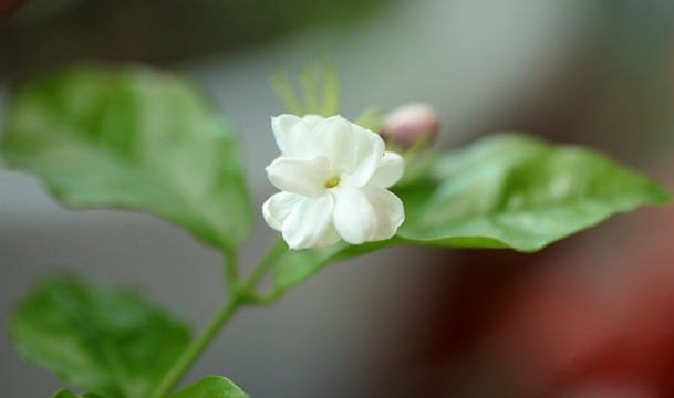 茉莉花