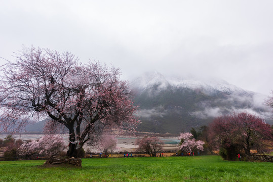 西藏波密桃花29