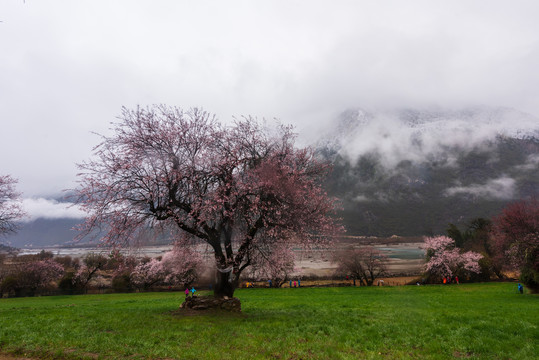 西藏波密桃花30