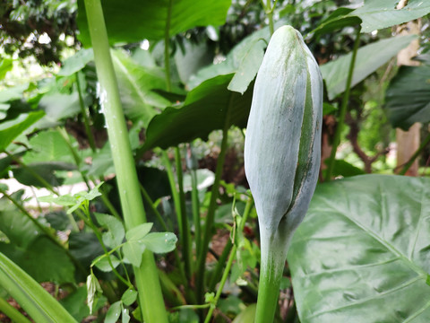 山野芋