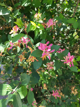 忍冬花金银花