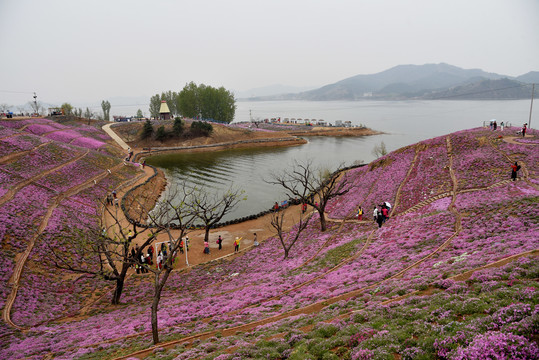 河北迁西雨花谷芝樱