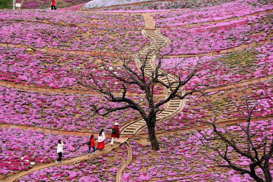 唐山迁西雨花谷芝樱