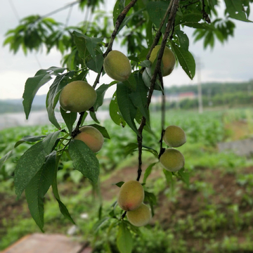 桃树枝