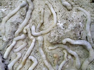 海虫化石