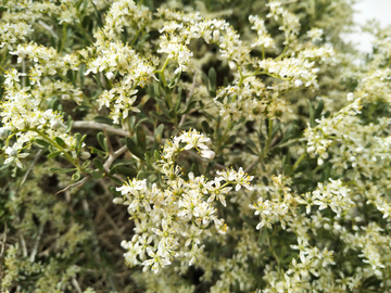 白刺花 蜜蜂