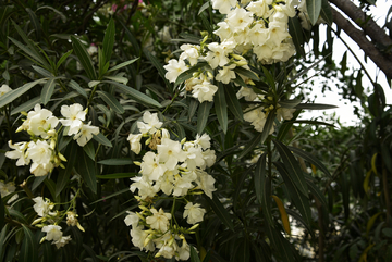 白花夹竹桃