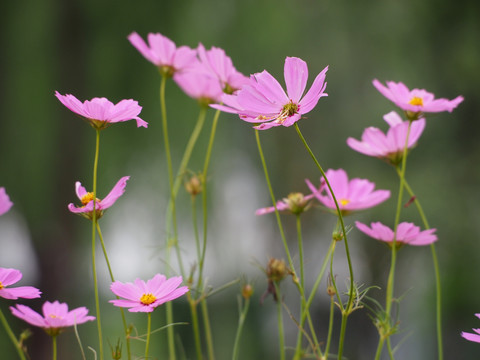 波斯菊