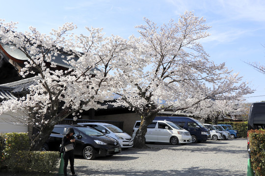 京都樱花