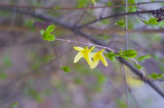 花草