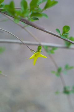 花草