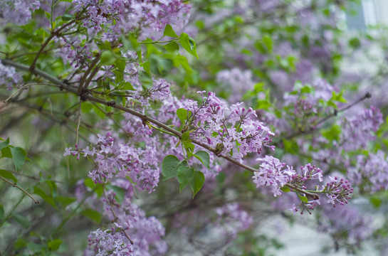 花草