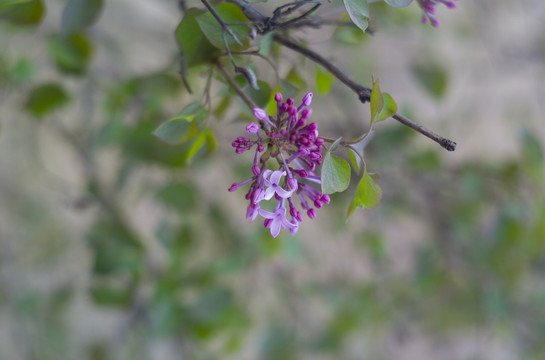 花草