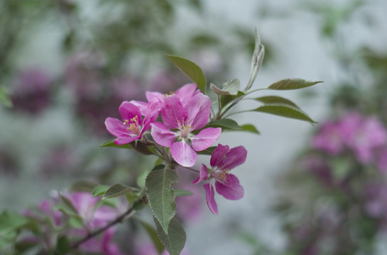 花草