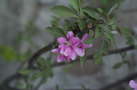 花草