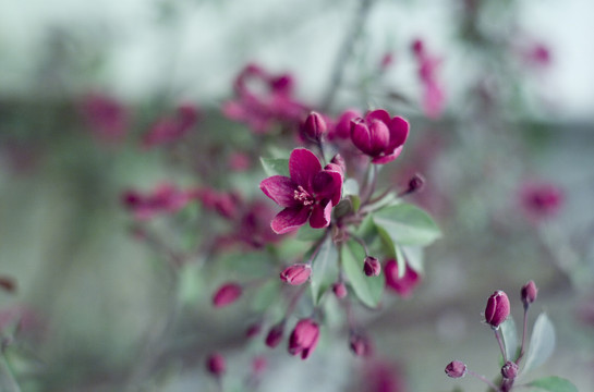 花草