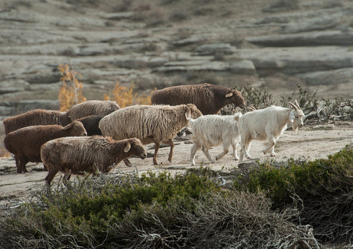 山羊绵羊羊群牧羊