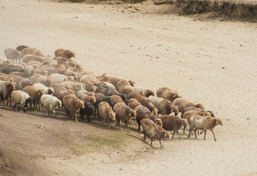 羊群绵羊养殖业畜牧业