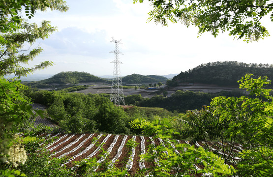 烟田