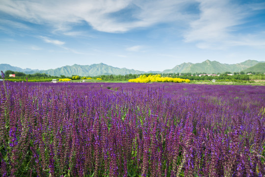 薰衣草花海