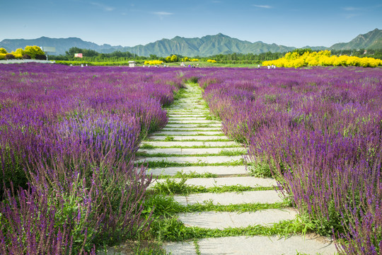 花间小路