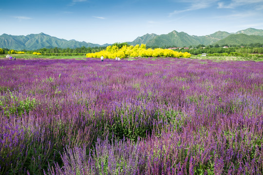 薰衣草花海