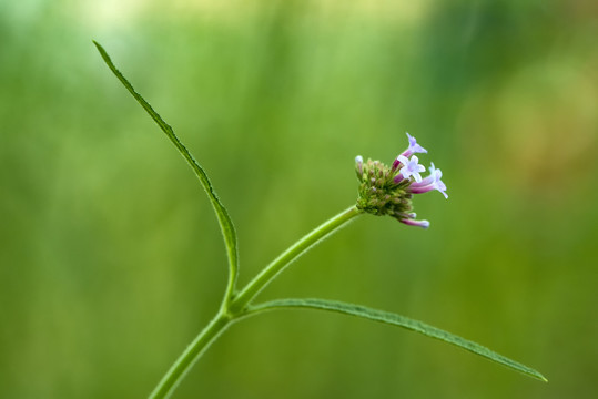 马鞭草