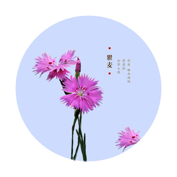 瞿麥