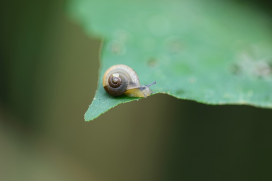 蜗牛高清素材