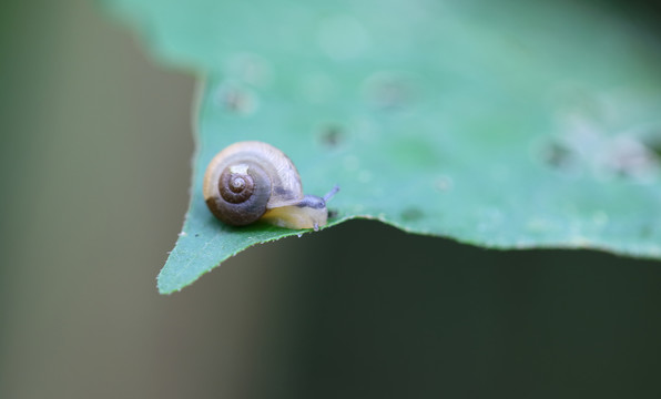 蜗牛高清素材