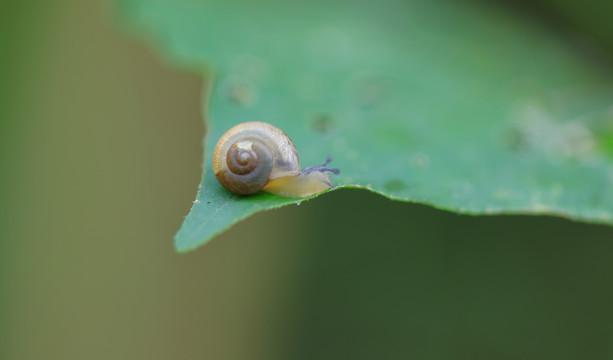 蜗牛高清素材