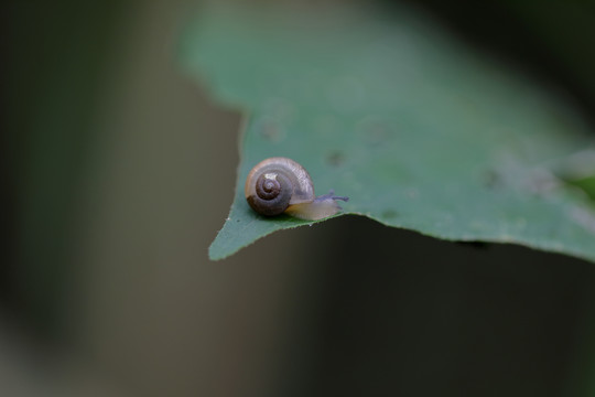 蜗牛高清素材