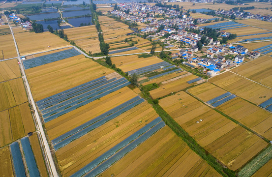 航拍苏北平原小麦丰收场景