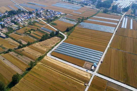 航拍苏北平原小麦丰收场景