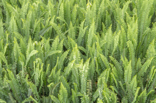 草本植物