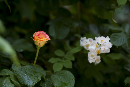 黄玫瑰花