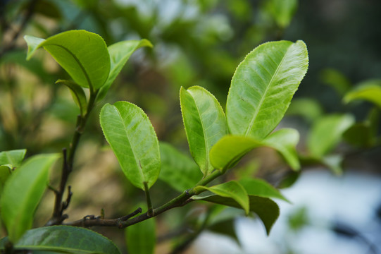 鲜嫩茶叶