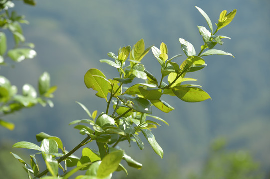 新鲜茶叶