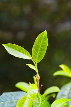 鲜嫩茶叶