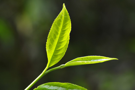 鲜嫩茶叶