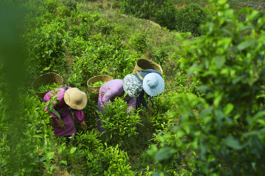 采茶女工