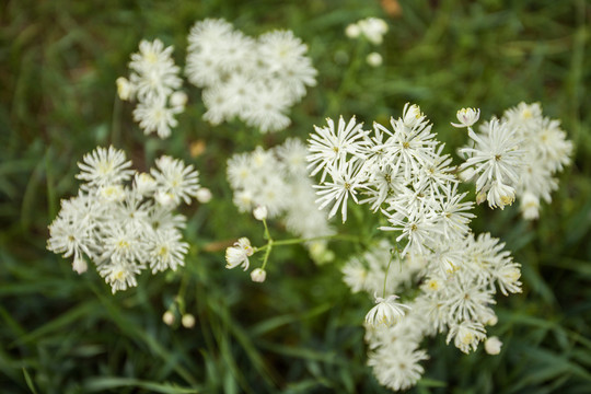 小白花